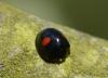 Chilocorus renipustulatus